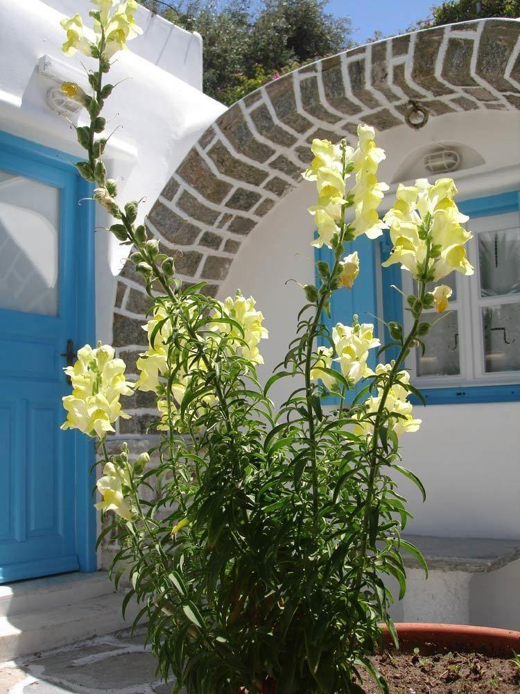 Hotel Philippi Mykonos Town Eksteriør bilde